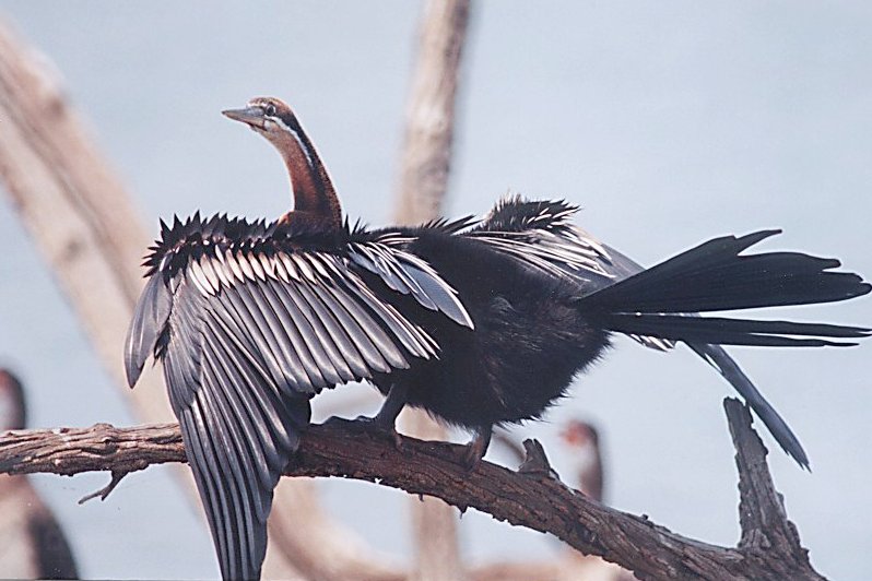 Drying wings,