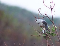 One tired, battle weary birdie