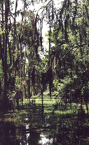 Apparently these canals where cut a long time ago by loggers to gain access to the area's cypress trees. Now they just slowly grow over, they are not deep or wide enough for the ocean going fishing boats.