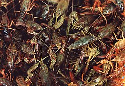 Now yer crawfish is a nasty fellow, with the single problem that he is about the size of a shrimp. But if you where the size of a shrimp too, you would be scared. Just like in an old b-grade horror movie.