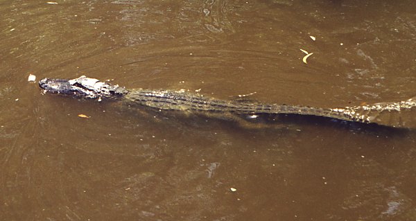 Unbeknownst to the unsuspecting marshmallow, the alligator stealthily swims up, ready to grab it in his powerful jaws. This would be the mallow's last swim.