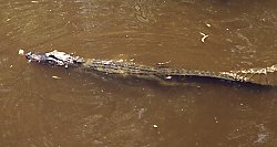 Unbeknownst to the unsuspecting marshmallow, the alligator stealthily swims up, ready to grab it in his powerful jaws. This would be the mallow's last swim.