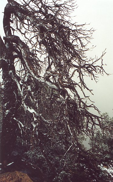 Snow covered branches over the Canyon