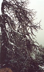 Snow covered branches over the Canyon