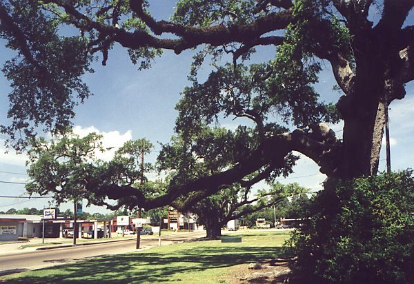 A view of the town of New Iberia. The town has some beautiful old Southern mansions, and everywhere there are Spanish-moss covered trees, stretching out over the lawns, inviting everyone to take things easy in their shade.