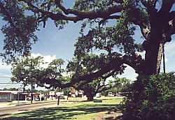 A view of the town of New Iberia. The town has some beautiful old Southern mansions, and everywhere there are Spanish-moss covered trees, stretching out over the lawns, inviting everyone to take things easy in the shade.