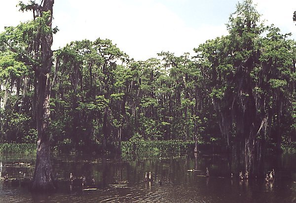 The cypress trees stand in the water, their roots sticking out is search for some air,  their branches dripping Spanish moss. Apparently, they survive hurricanes the best because of a well developed root system.