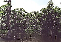 The cypress trees stand in the water, their roots sticking out is search for some air,  their branches dripping Spanish moss. Apparently, they survive hurricanes the best because of a well developed root system.